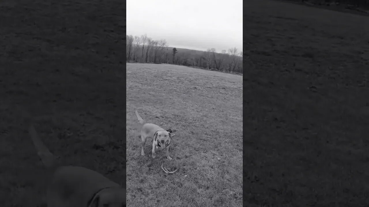 Ruby the shed dog! Scooping antlers. First set of the year. #sheddog #antlers #shedhunting