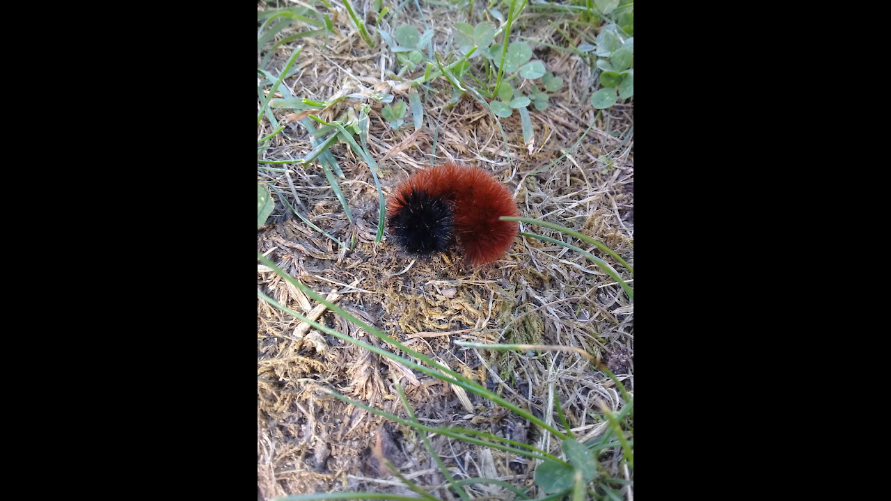 wooly bear caterpillar