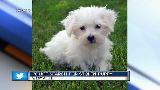 Dog stolen from "Preppy Pups" in West Allis