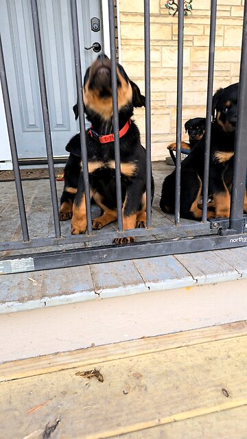 62 Days Rottweiler Pups