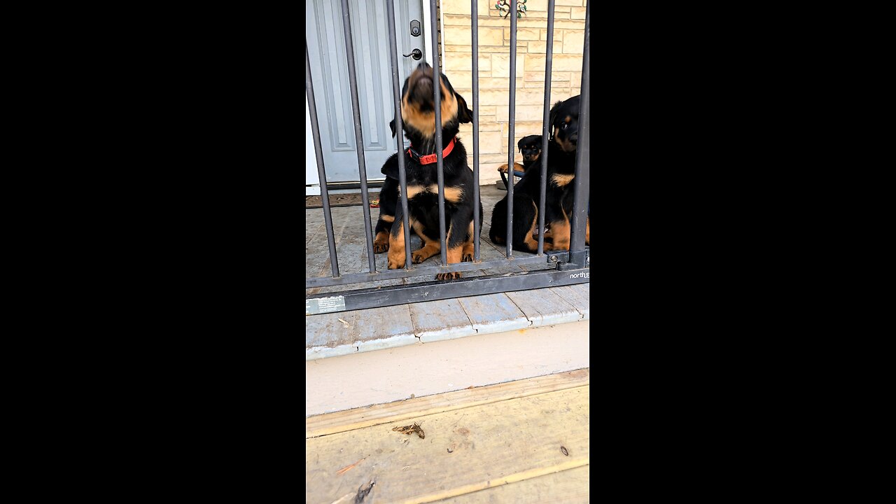 62 Days Rottweiler Pups