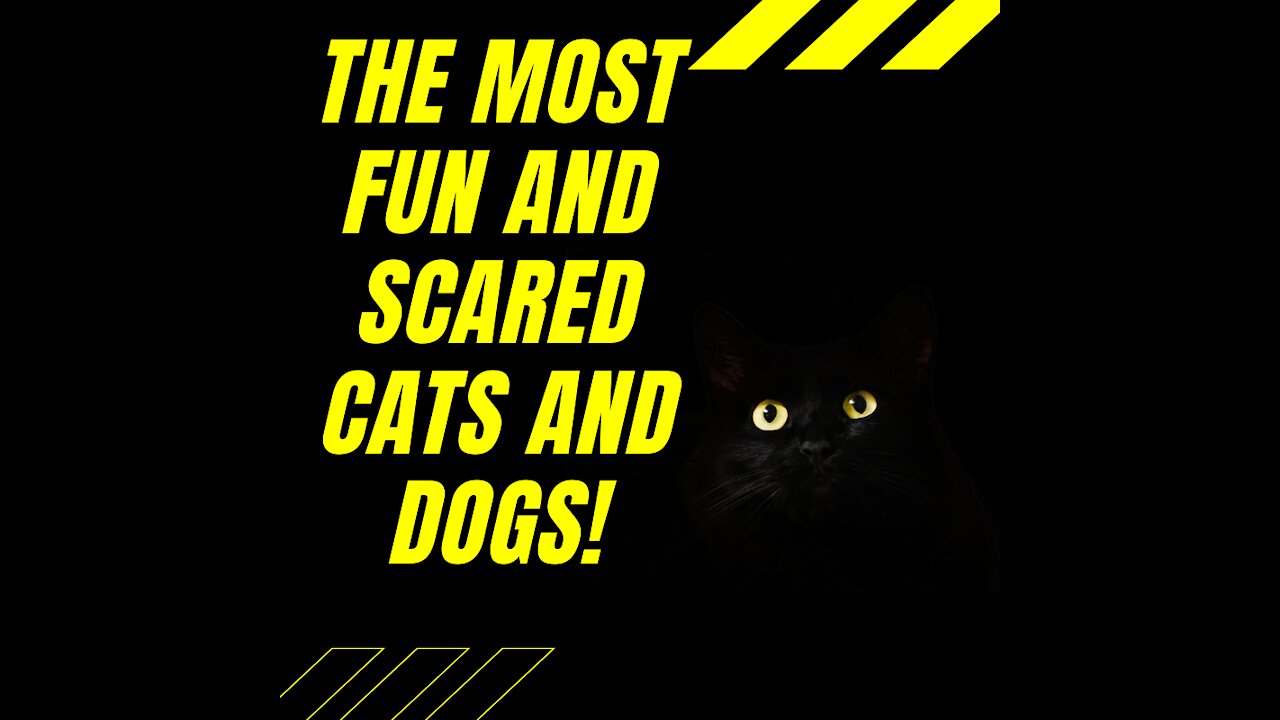 The most fun and scared cats and dogs!