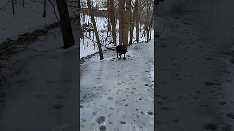 Cali the Dog walking on ice