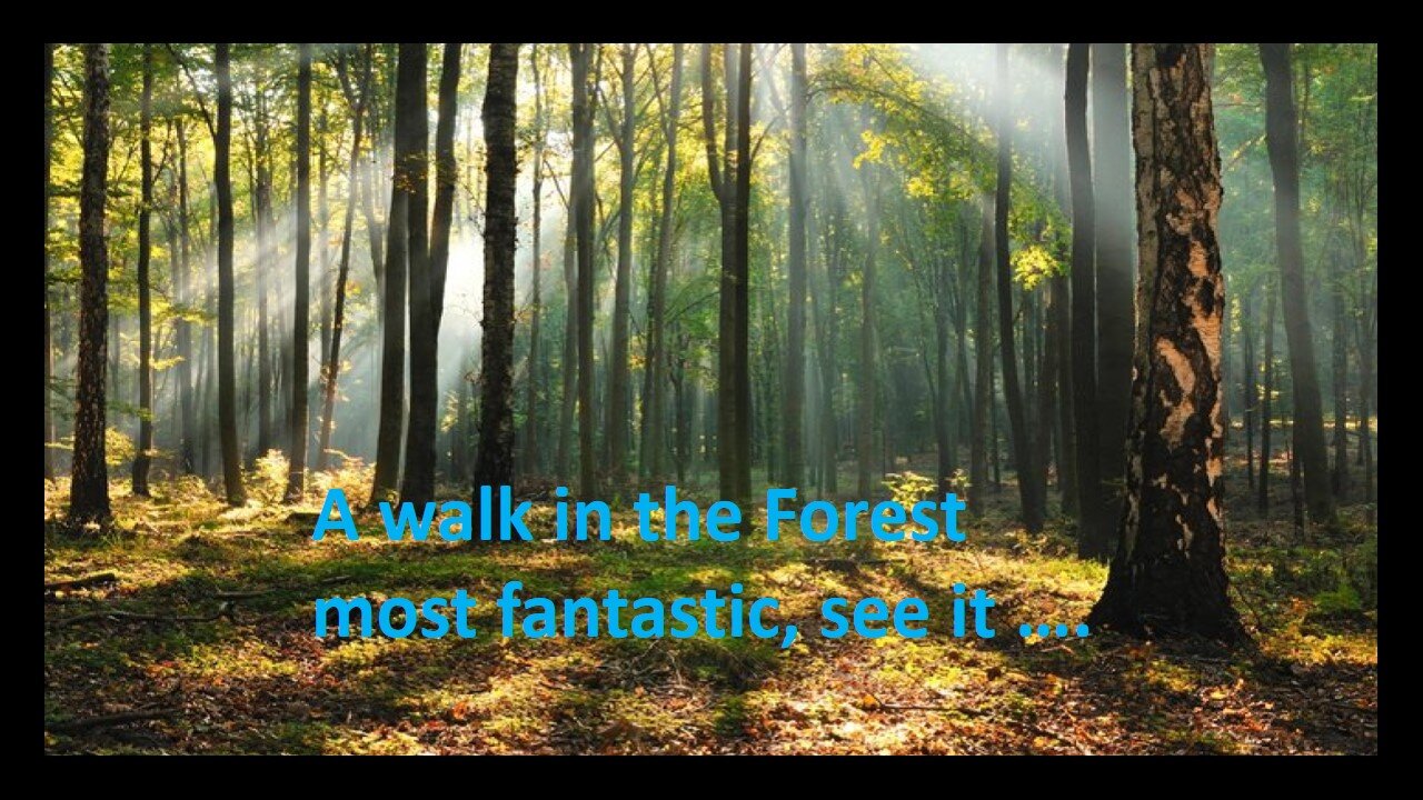 Forest Videos with Music -3