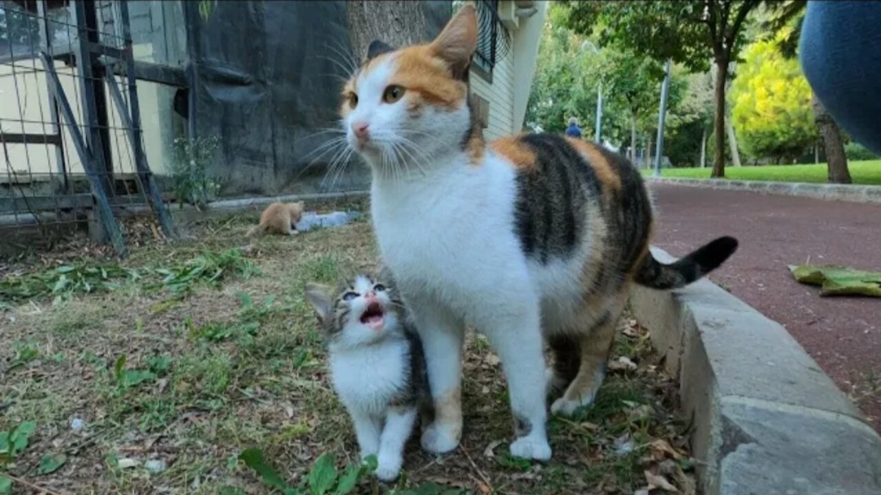 Kitten asking milk from her mommy