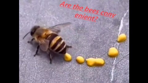 Are the bees convenient?