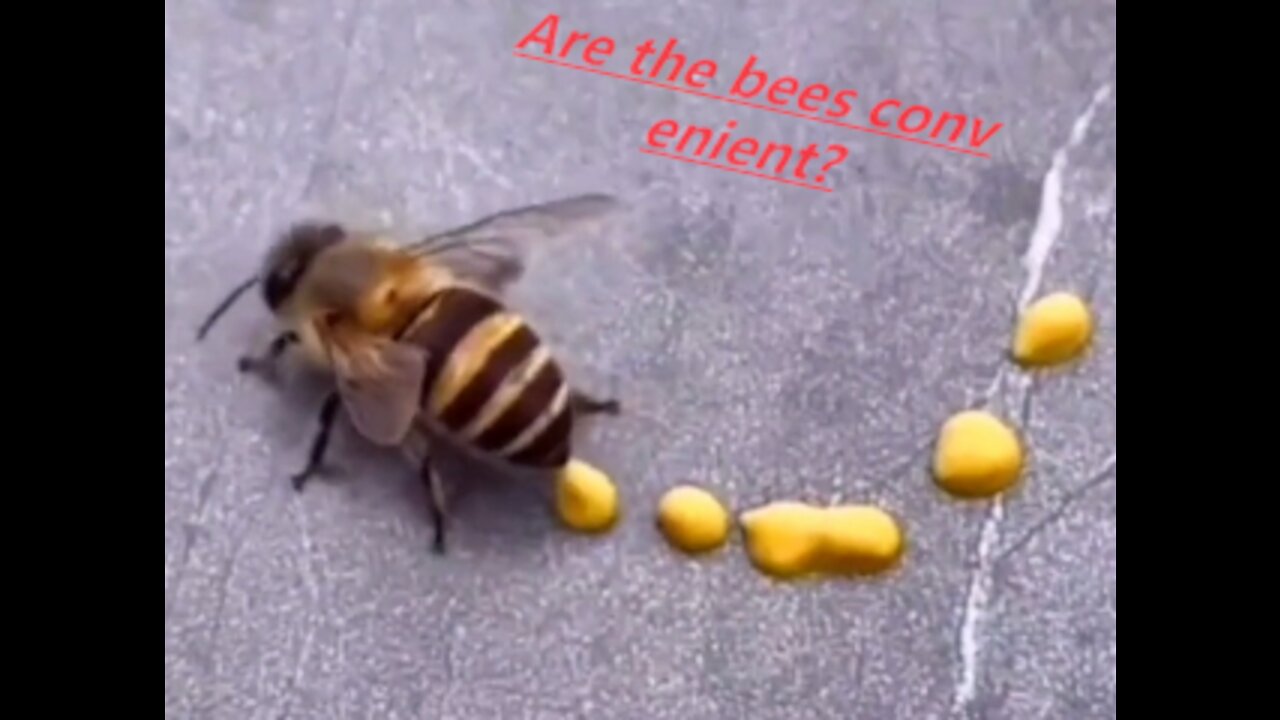 Are the bees convenient?