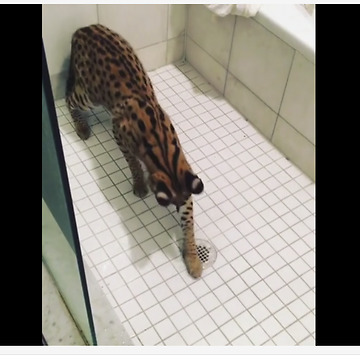 Unique Kitty Loves Playing In The Shower
