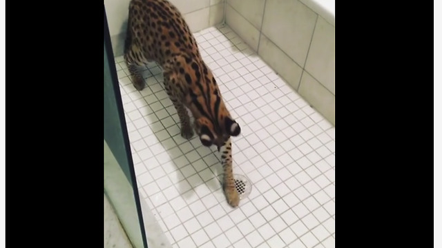 Unique Kitty Loves Playing In The Shower