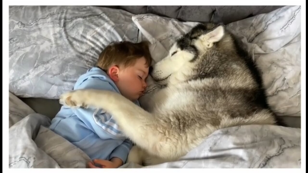 Dog refuses to leave the baby
