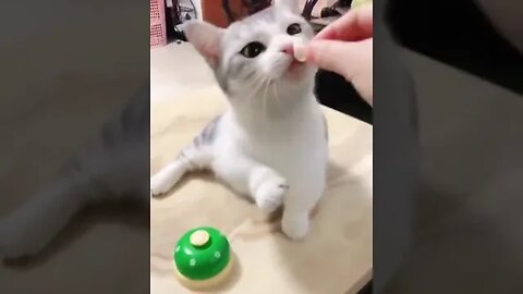 MealMinder Interactive Pet Toy