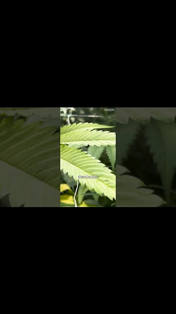 Rescheduling vs. Descheduling cannabis