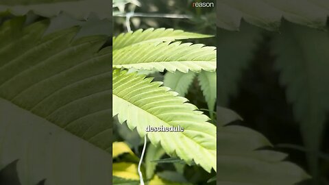 Rescheduling vs. Descheduling cannabis
