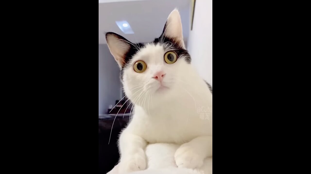 Funny cats compilation 2023