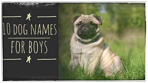 Favorite Human Names for Dogs - Males