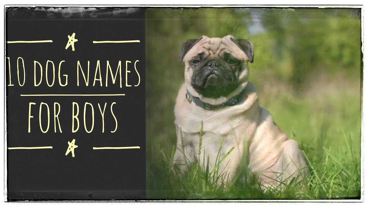 Favorite Human Names for Dogs - Males