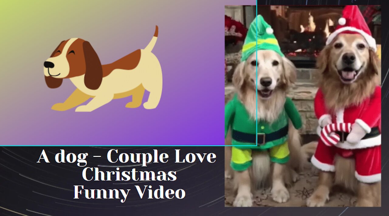 Merry Christmas - Adorable dogs