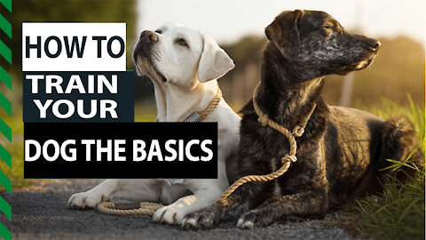 How to Train YOUR DOG the basics- Dog Training foundation