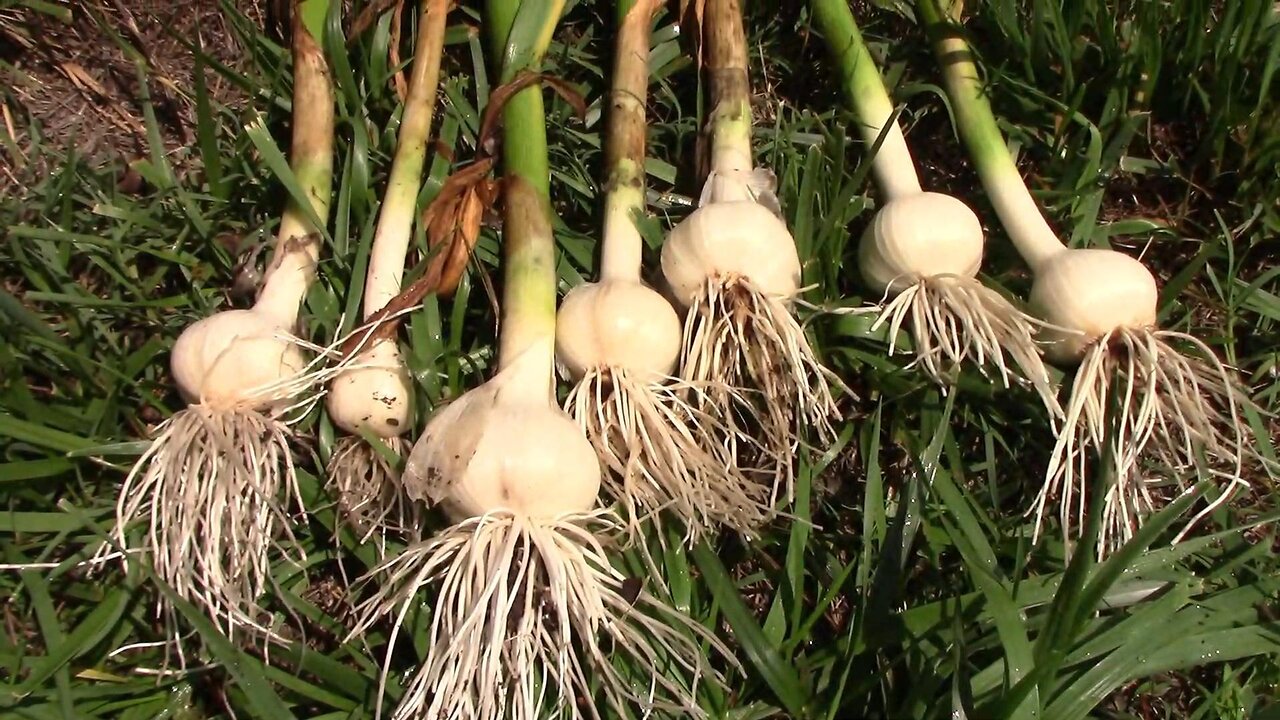 Our Bavarian Purple Garlic Harvest