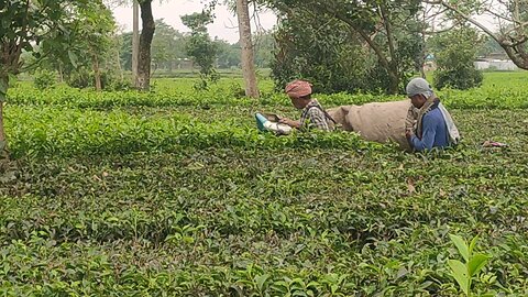 tea plants harvesting