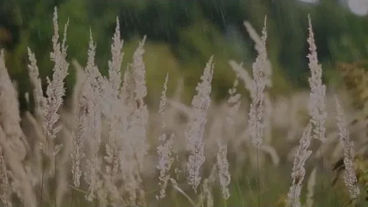 Find Your Inner Peace with the Sounds of a Gentle Rainfall