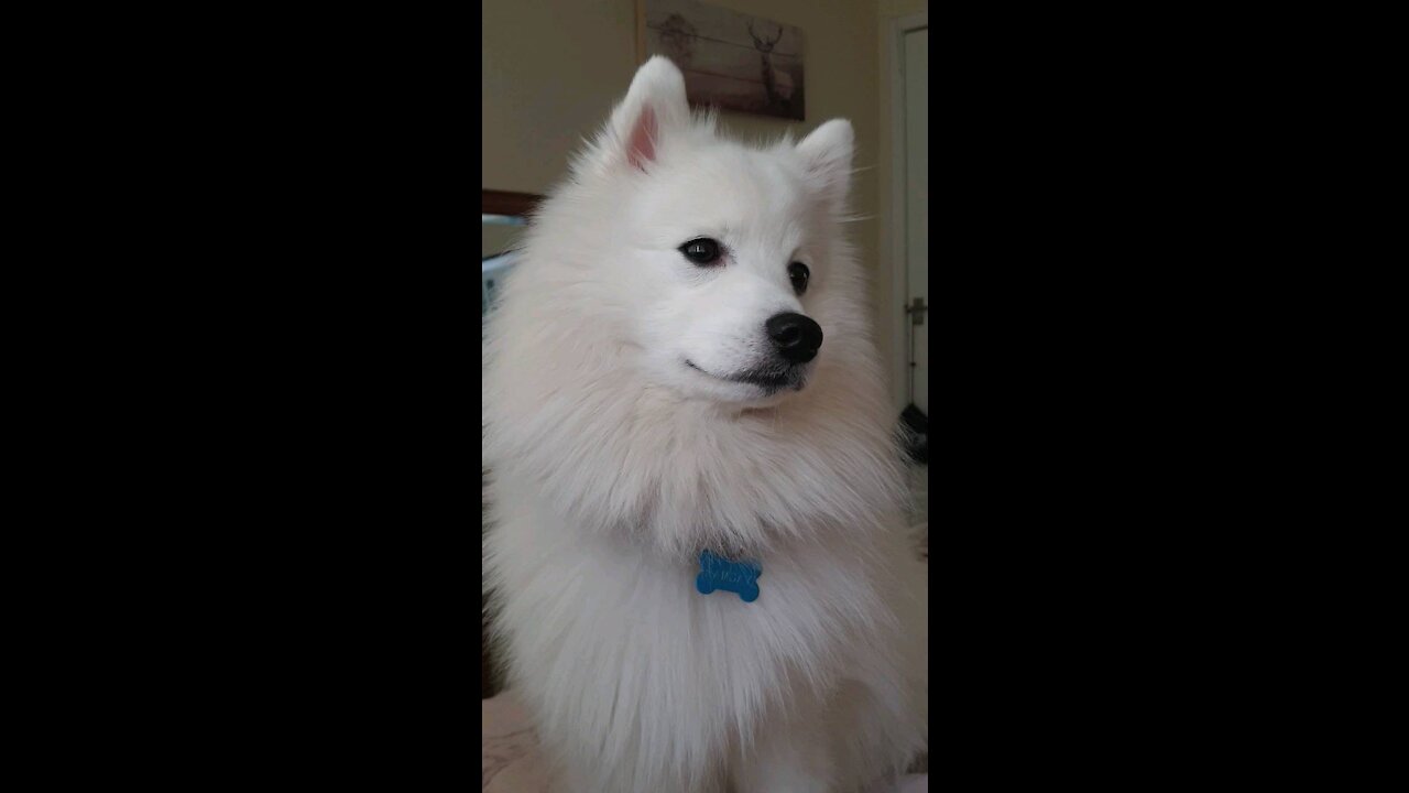 Funny dog howls at the very sound of an ambulance