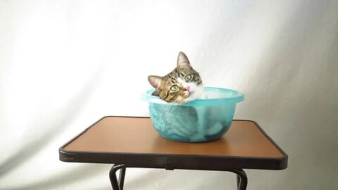 Cat Photography