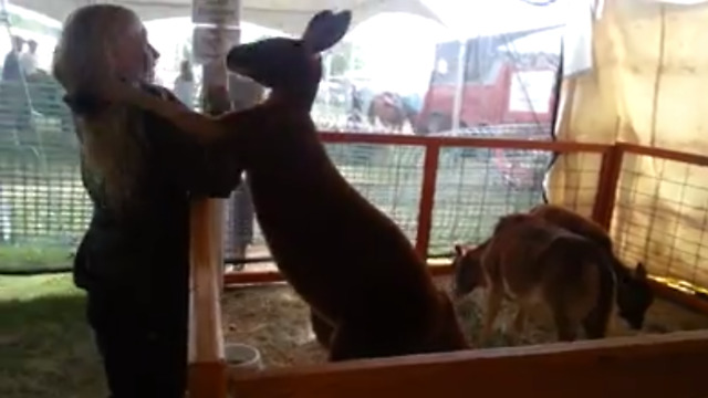 A Kangaroo Just Wants A Hug