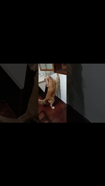 dogshow golden, shorts