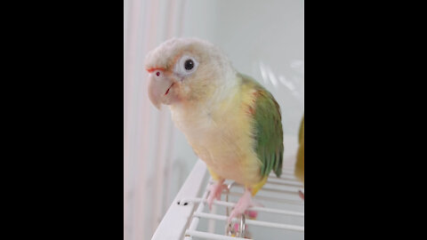 Parrot friend approaching with a cute side step