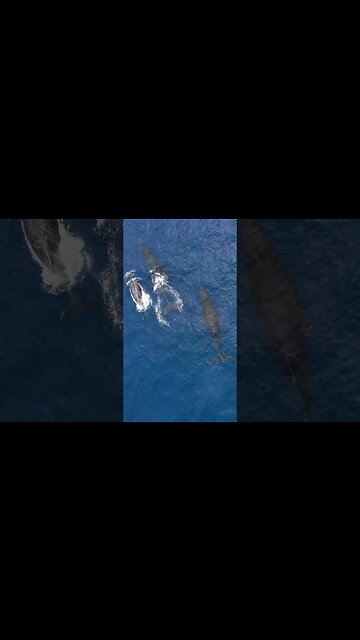 1 Min. Whale Sounds 🐳 #whitenoise