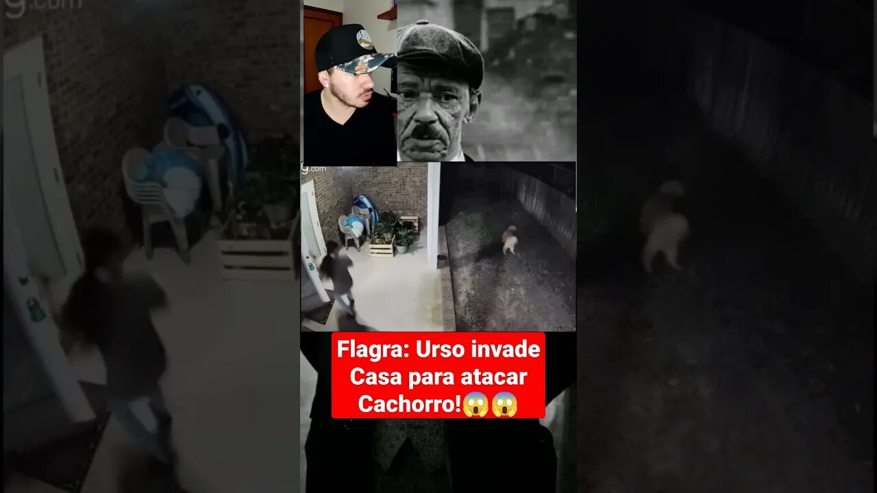 Flagra: Urso invade casa para atacar cachorro!!😱😱😱