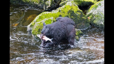 How does a bear catch a salmon