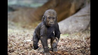 Omaha's Henry Doorly Zoo & Aquarium Shares Re-Opening Plans