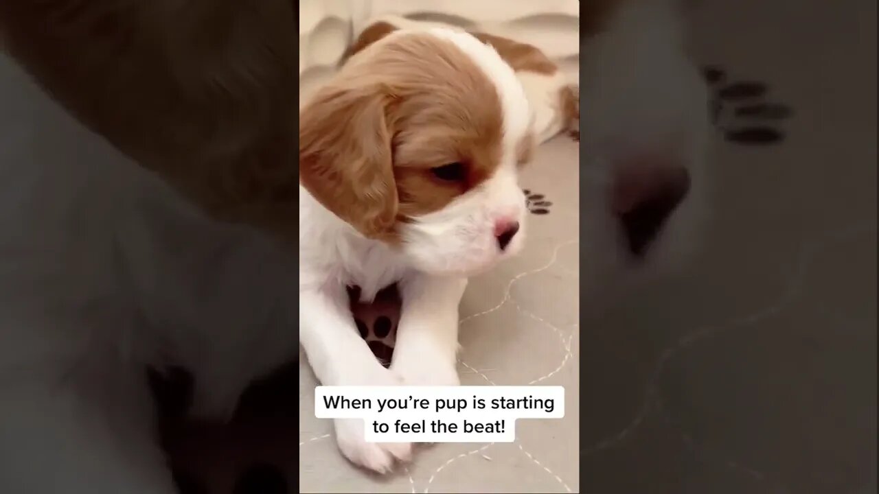 When your Cavalier puppy starts to feel the beat💃🏼