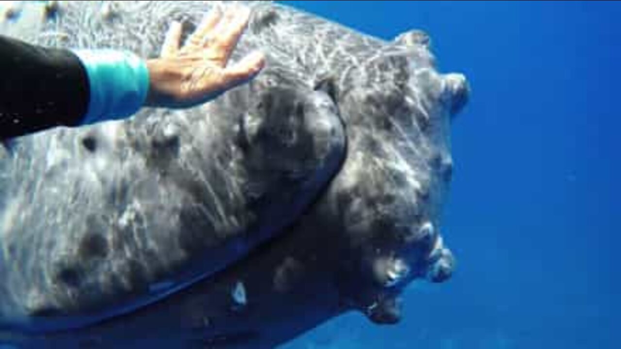 The magical moment between a humpback whale and a diver