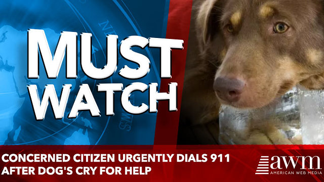 Concerned Citizen Urgently Dials 911 After Dog's Cry For Help