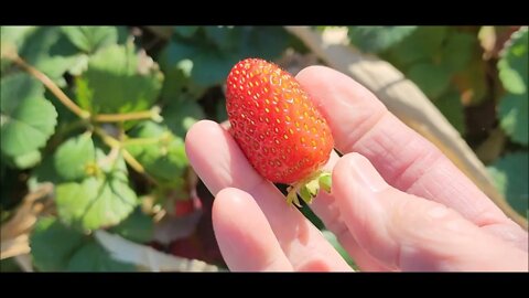 Late October garden with strawberries??