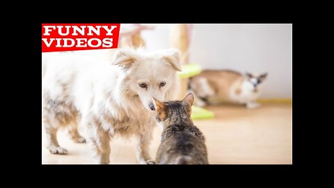 Best Funny Animal Videos of the year 2021 SUPER cute!