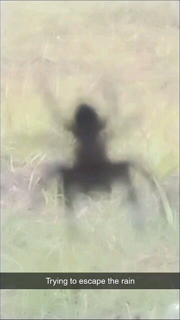 This Jumping Spider Lives in My Window 🕷️