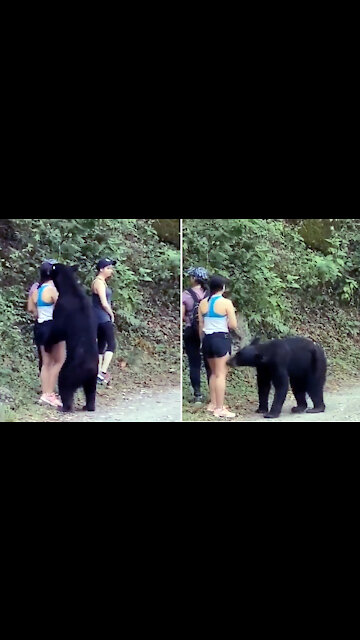 Girls can not run away for fear of bears