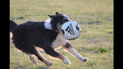 Watch cute dog playing catch