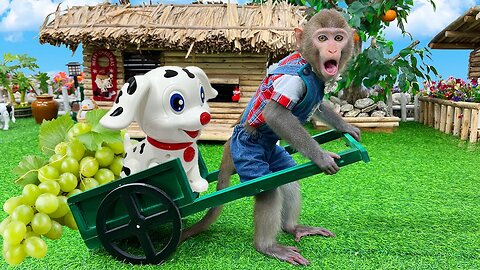 Baby monkey Bim Bim rescues little dog and repairs trailer(7