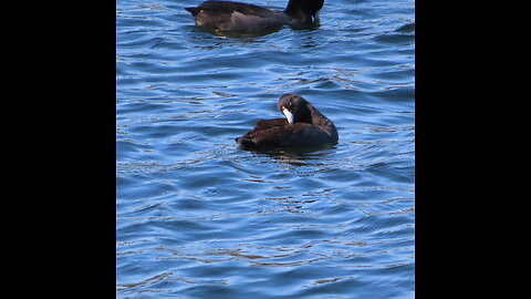 Water Fowl Feeding Frenzy