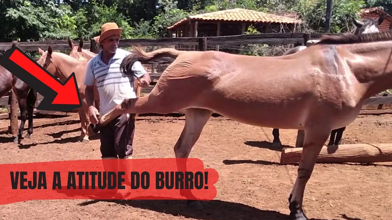 OLHA SÓ A ATITUDE DESSE BURRO