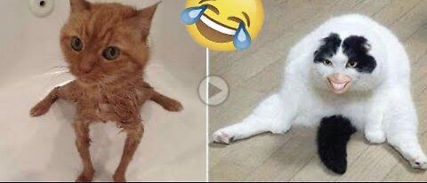 Funny animal videos 2024 | Funny cats-dog