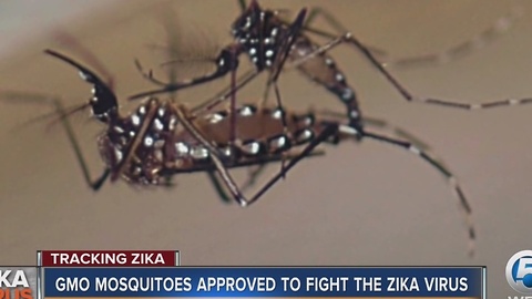 GMO mosquitoes approved to fight the Zika virus