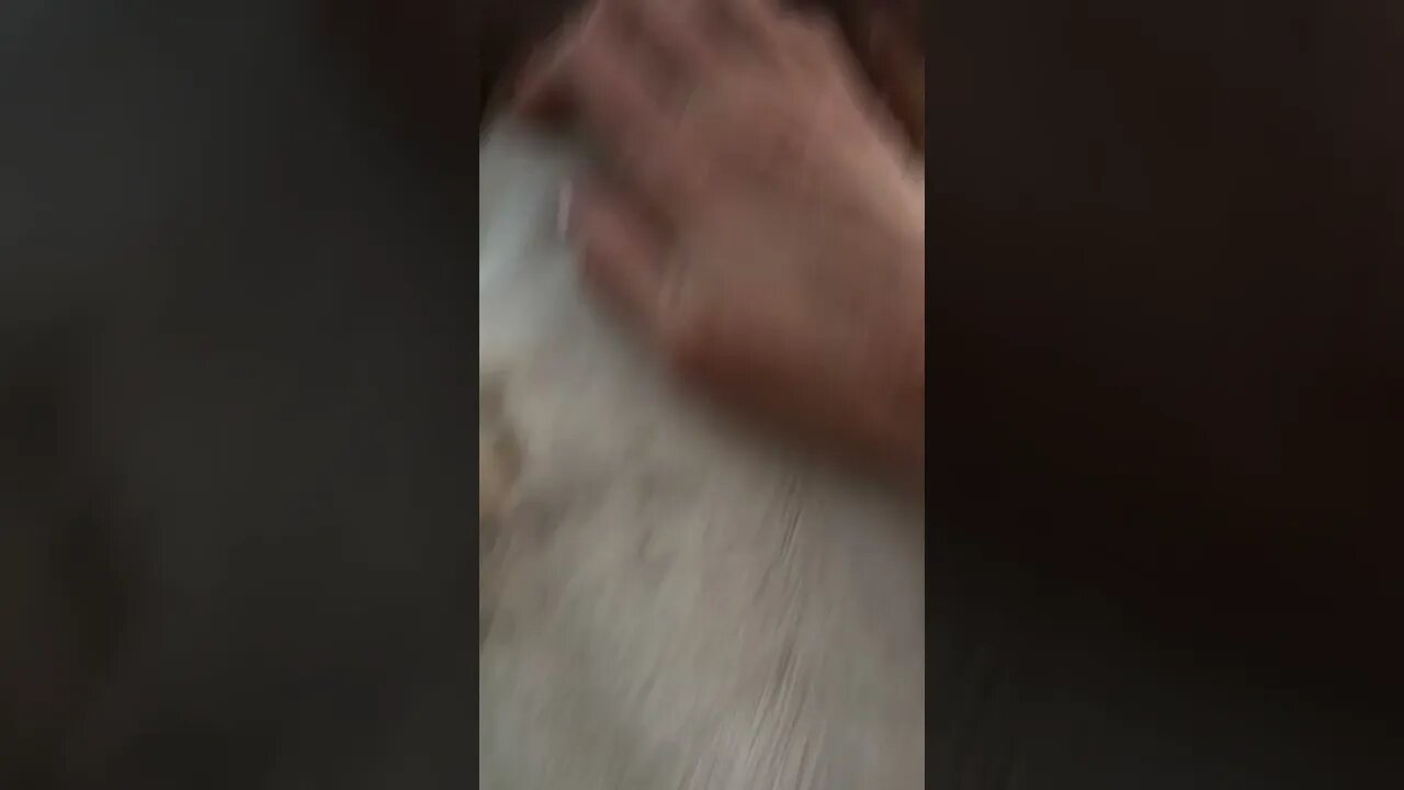 Does your horse come when called ??