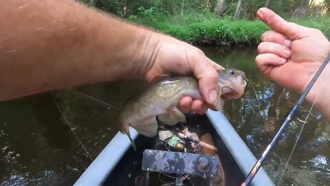 Freebird fishing in a super small river