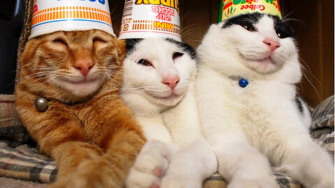 Funniest Animals 😂 Funny Cats Video 2023 😺 #10